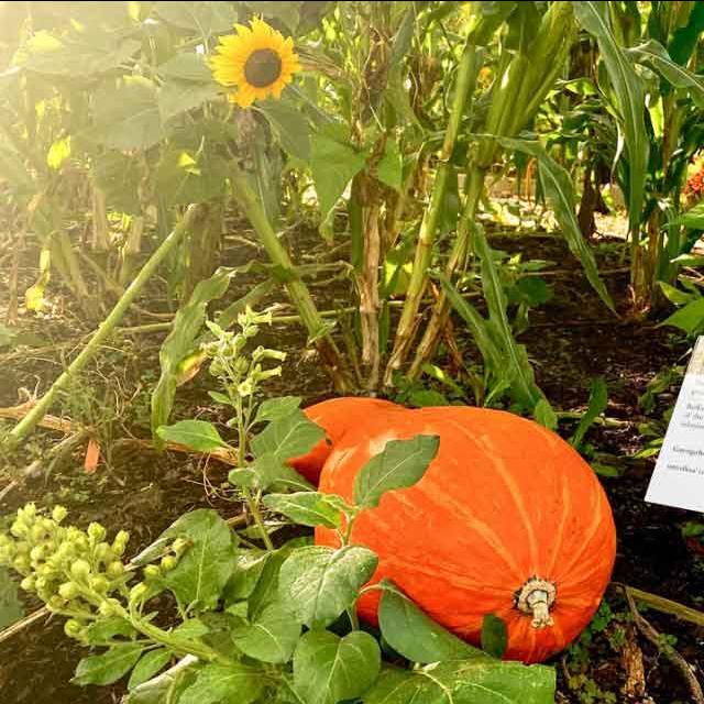 		pumpkin in a field
	