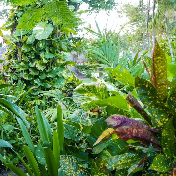 		Colorful tropical garden in the Caribbean
	