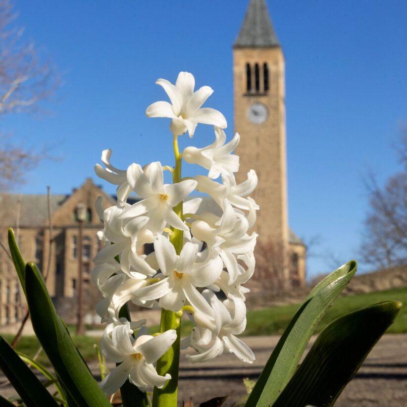 		Sprig of white flowers in foreground, stone tower in background
	