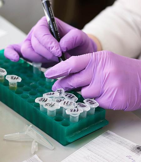 		 hands putting liquid in test tubes
	