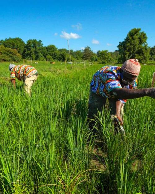 		Two people working in a farm field
	