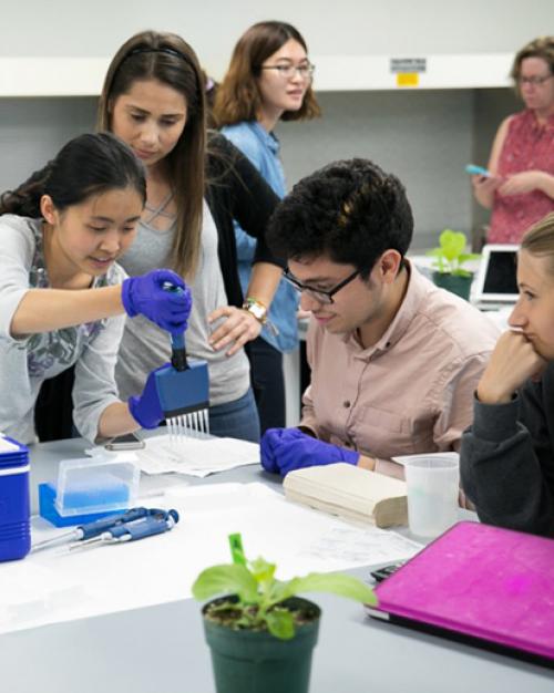 		 Cornell undergraduate students diagnosing wine grape diseases in a plant pathology laboratory in Chile.
	