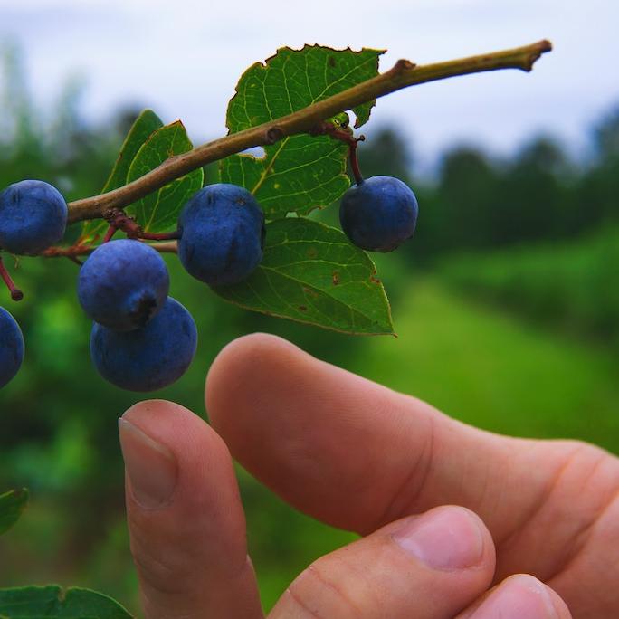 		Hand reaching for blueberries
	