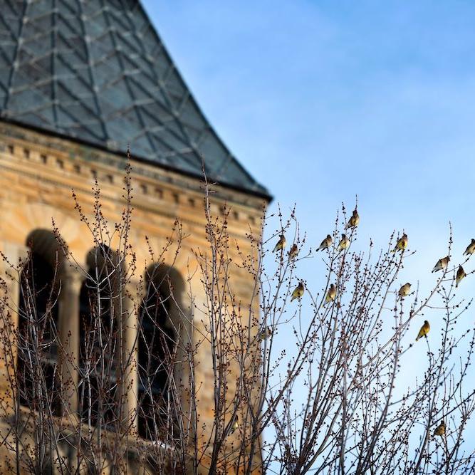 		Stone tower with a tree in front of it; a flock of birds perched in the branches
	