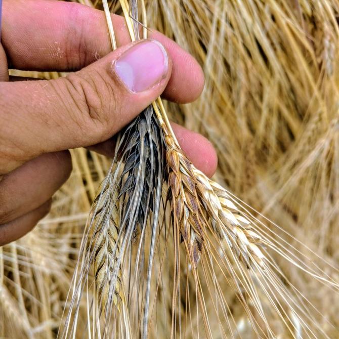 		A farmer holds multiple varieties of wheat and barley from his field
	