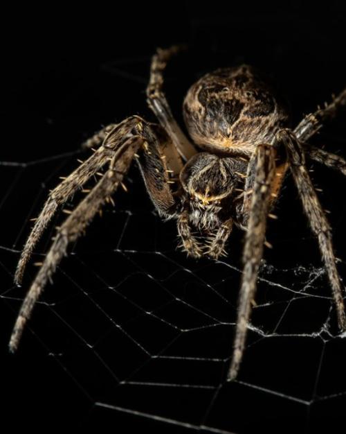 		Spider, seen close-up, against dark background
	