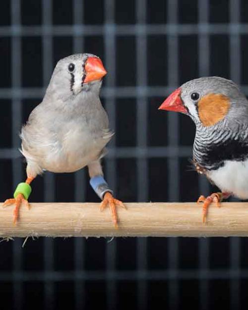 		zebra finches
	