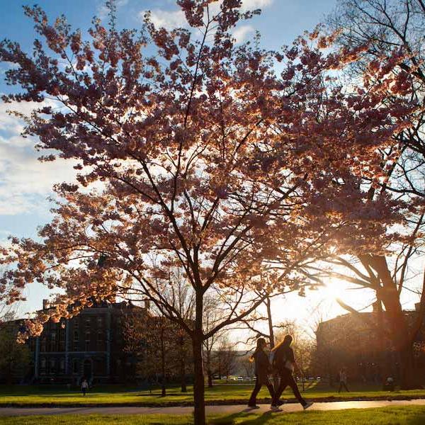 People walk past a blossoming tree