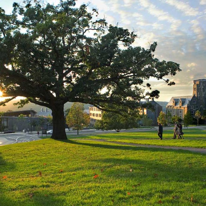 a low evening sun peeks through the branches of a giant tree, sending shadows across a lush lawn. three people stroll down a hill. 