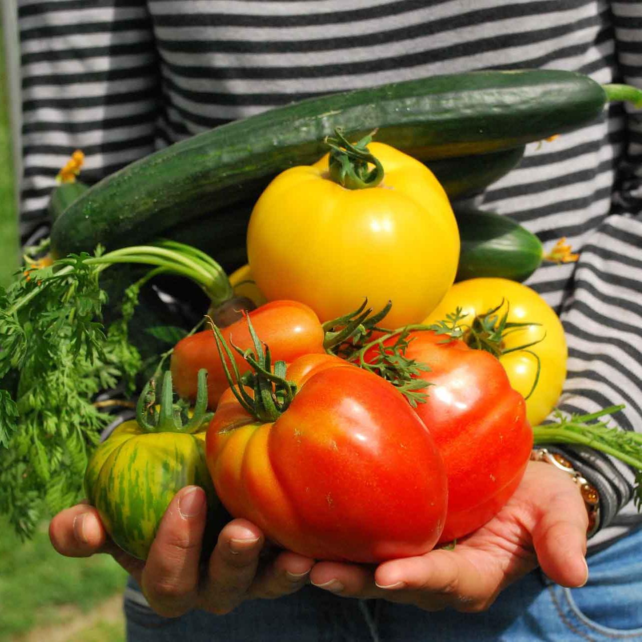 someone holding vegetables