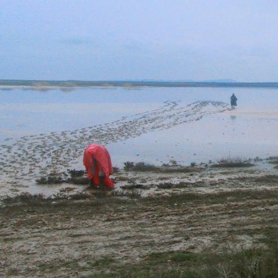 Two images of boggy land; people digging in it