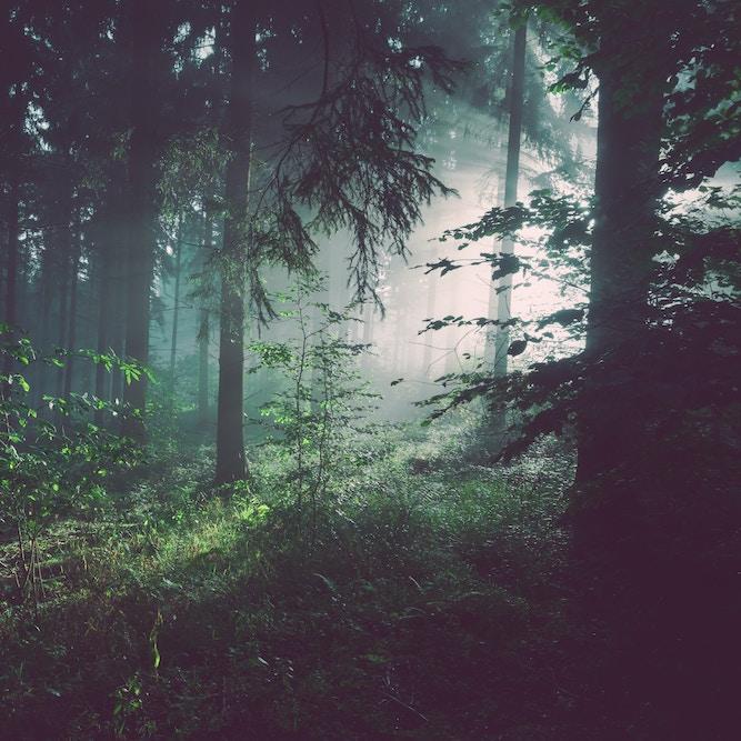 		a dark forest with sun rays
	