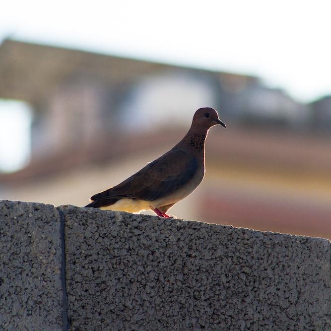 Dove perched on a wall