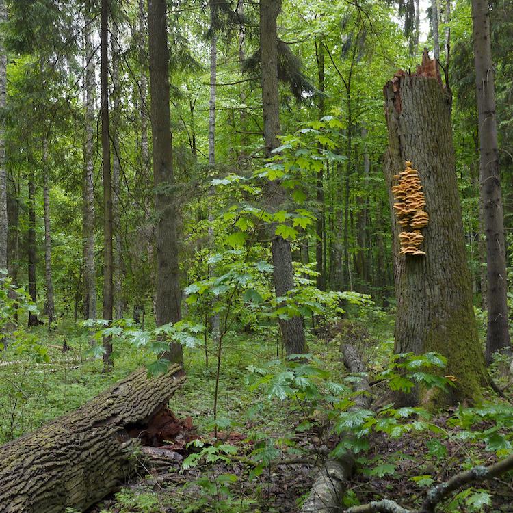 		A dense forest; trees covered with gree leaves
	