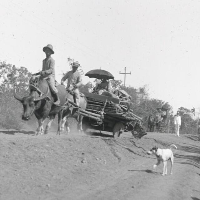 		Black and white historic image of Filipino family traveling on carabao from an American concentration camp, circa 1900
	