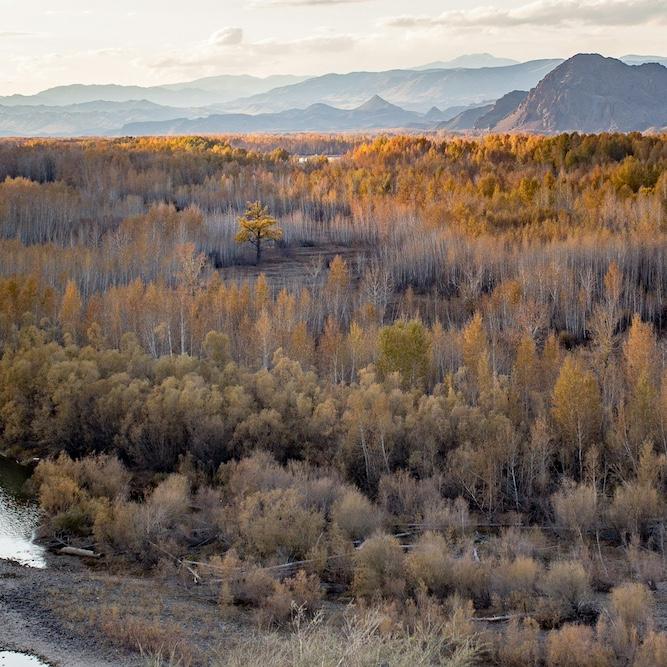 Rusty-colored trees extend for a long way toward mountains