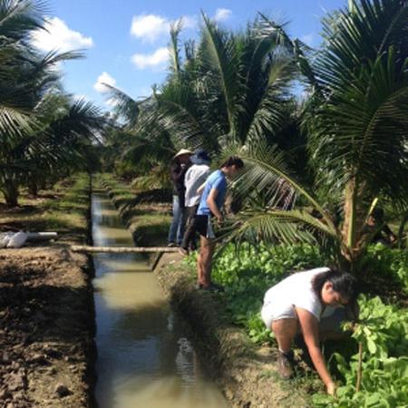 Vietnamese workers under palm trees