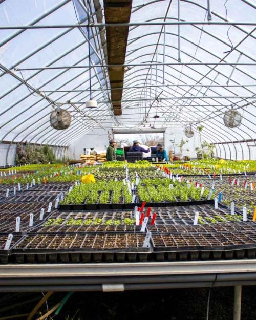 greenhouse with plants