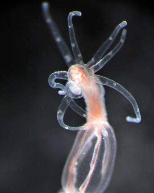 transparent sea creature with six tentacles