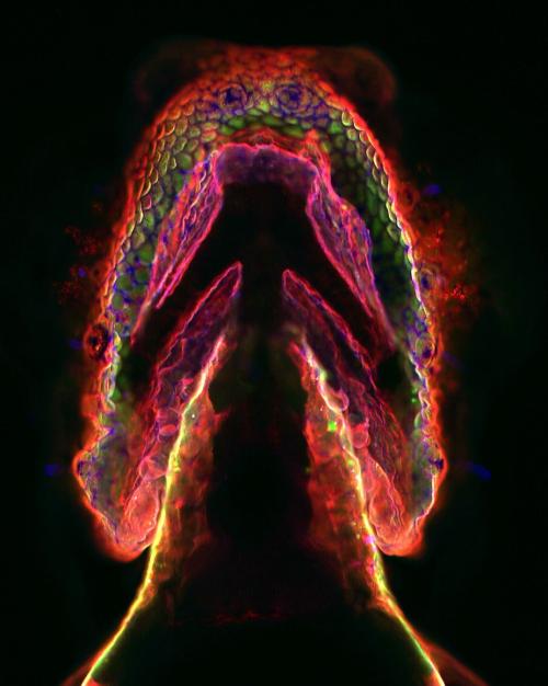 Magnified image shows an arrow-shaped embryo, glowing red, yellow and purple at the edges, appearing to give off red smoke