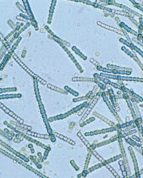 blue-green sticks made of segments (cyanobacteria) agaisnt a blue background