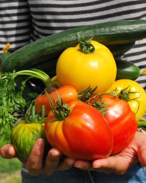 someone holding vegetables