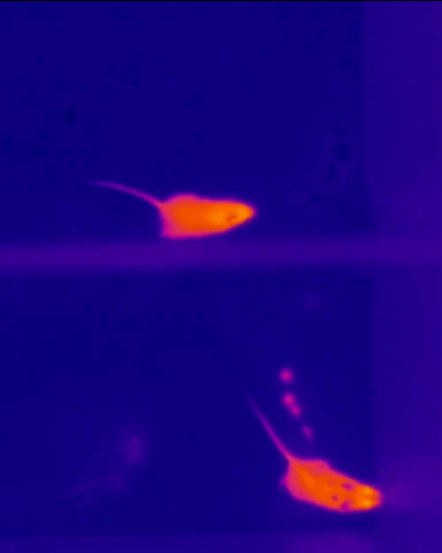 Dark blue background with two orange mice (a thermal image)