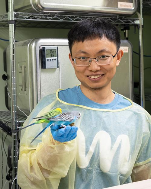 Person wearing PPE holding two small, colorful birds