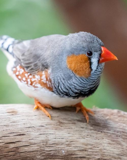 A small, colorful bird on a thick branch