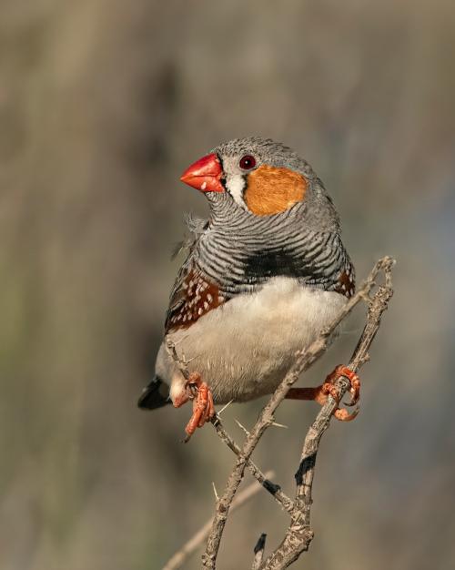 colorful bird outdoors, perched on a twig