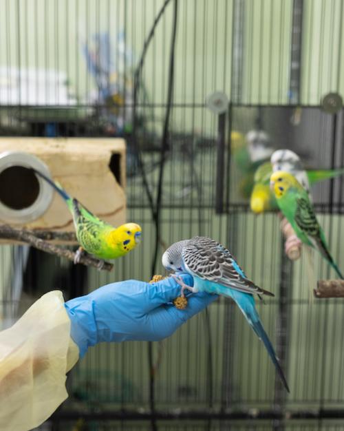 Three small, colorful parrots cluster around a hand in a blue glove