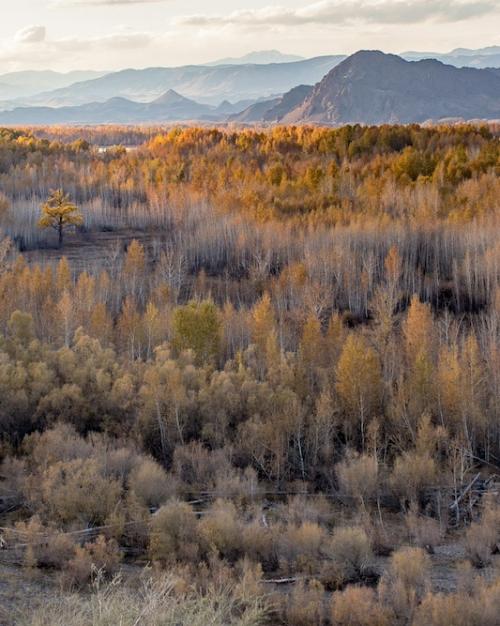 		Rusty-colored trees extend for a long way toward mountains
	