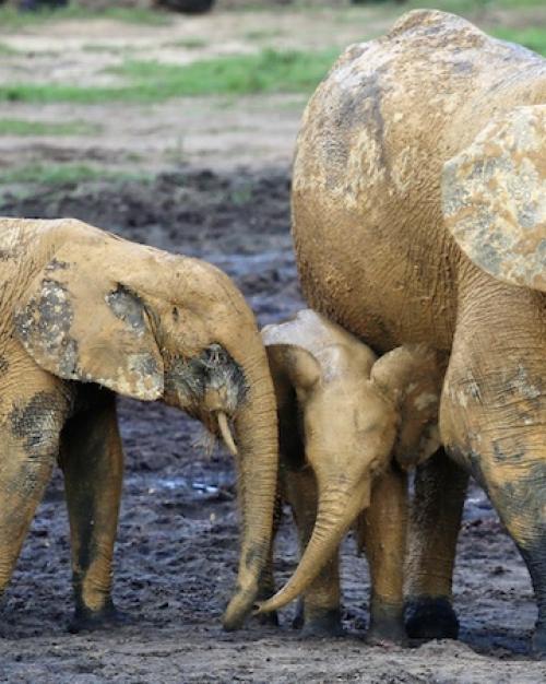 		Five elephants of various sizes wade in a water hole
	