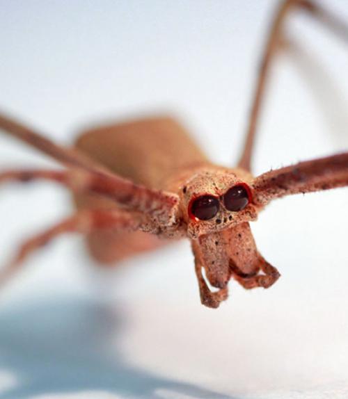  Close up of a spider with two large black eyes