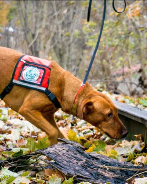 Dog wearing a vest, sniffing in leaves