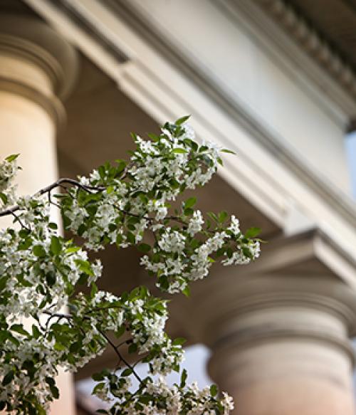  Blooming trees outside Goldwin Smith Hall