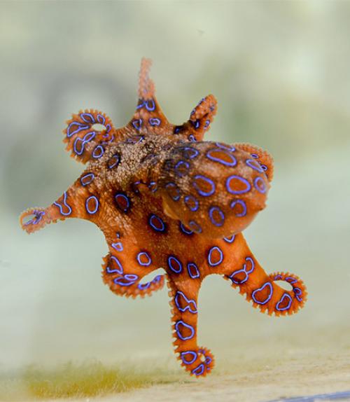  An orange octopus with blue spots