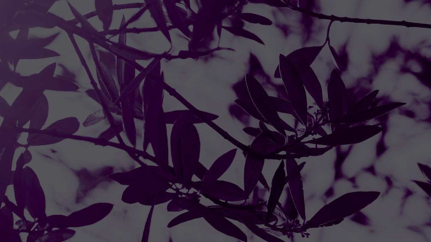 Olive leaves